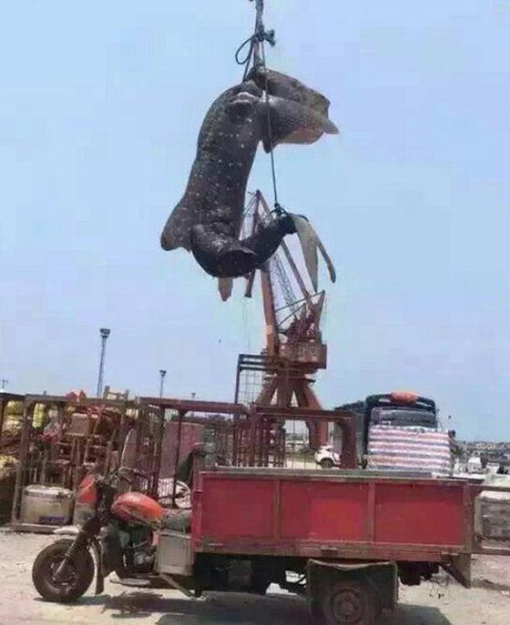  صور القرش الحوت مشنوقا على رافعة تثير غضب الصينيين صورة رقم 1
