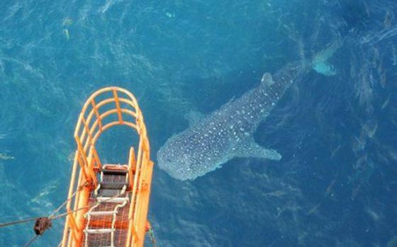  صور القرش الحوت مشنوقا على رافعة تثير غضب الصينيين صورة رقم 2