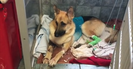 قصة وفاء نادرة.. كلب ينقذ صاحبته الطفلة من انياب افعى مضحيا بحياته صورة رقم 4