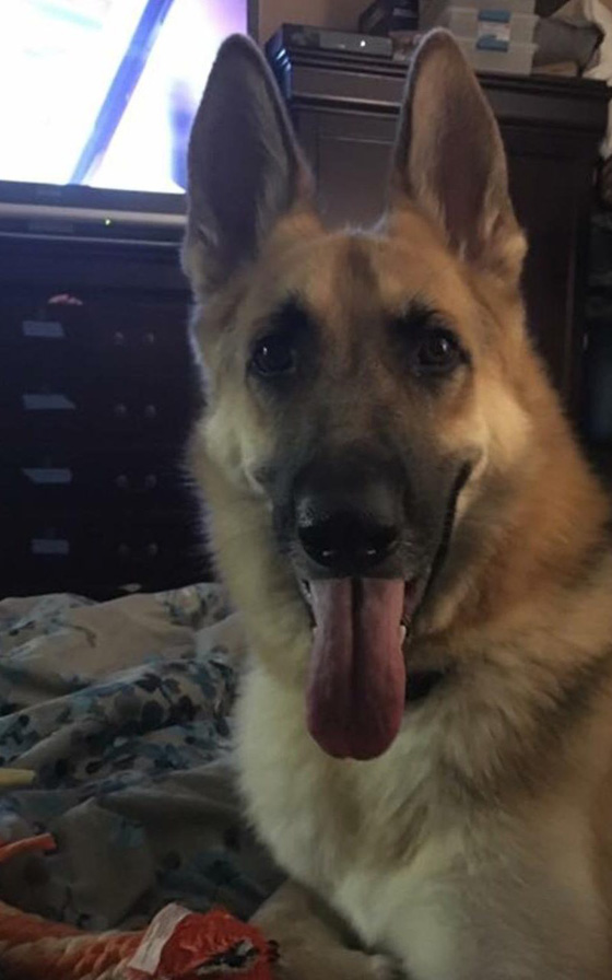 قصة وفاء نادرة.. كلب ينقذ صاحبته الطفلة من انياب افعى مضحيا بحياته صورة رقم 6