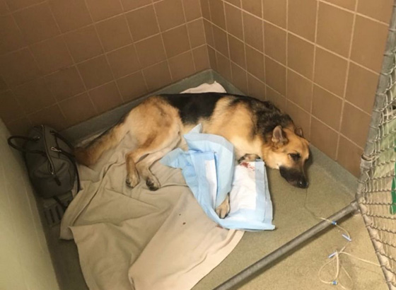 قصة وفاء نادرة.. كلب ينقذ صاحبته الطفلة من انياب افعى مضحيا بحياته صورة رقم 1