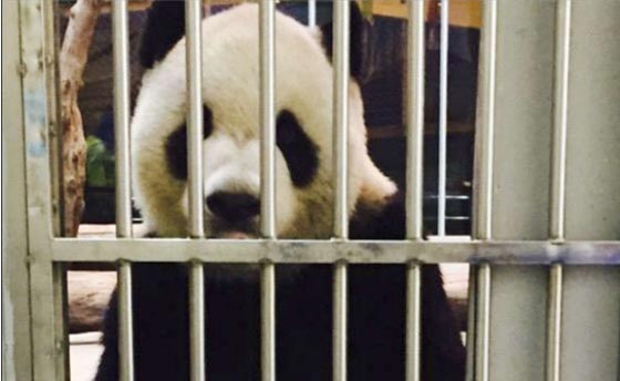 بشرى الى عشاق الباندا.. توان توان ما زال حيا يرزق!! صورة رقم 1