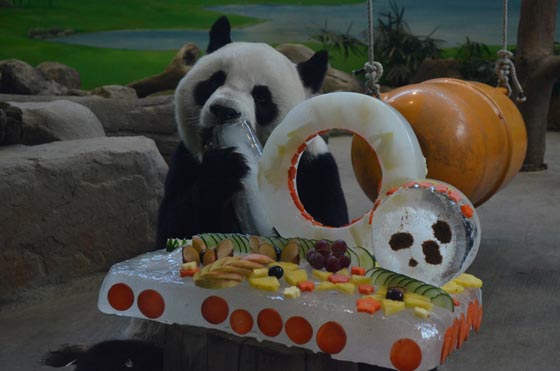 بشرى الى عشاق الباندا.. توان توان ما زال حيا يرزق!! صورة رقم 3