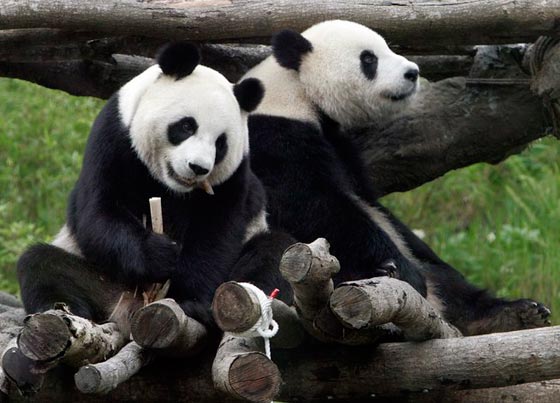 بشرى الى عشاق الباندا.. توان توان ما زال حيا يرزق!! صورة رقم 4