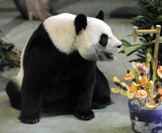 بشرى الى عشاق الباندا.. توان توان ما زال حيا يرزق!! صورة رقم 6