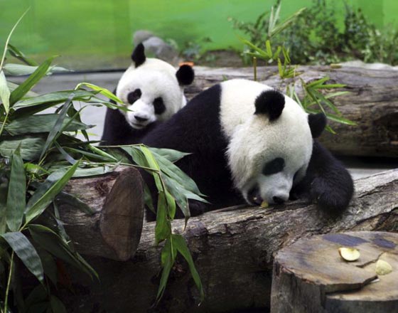 بشرى الى عشاق الباندا.. توان توان ما زال حيا يرزق!! صورة رقم 7