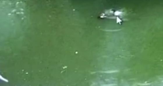  فيديو مروع.. غرق طفلين في مستنقع مياه وانشالهما بعد دقيقتين صورة رقم 2