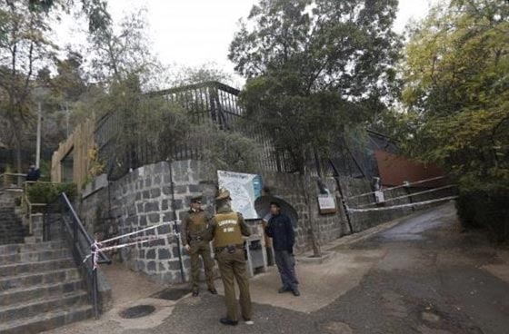 لقطات مزعجة.. شاهد كيف قدم شاب نفسه وجبة دسمة للاسود صورة رقم 4