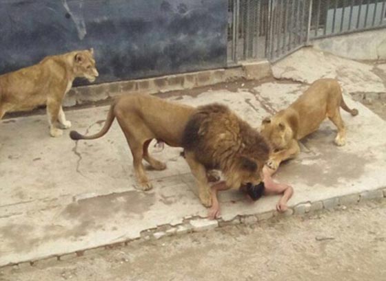 لقطات مزعجة.. شاهد كيف قدم شاب نفسه وجبة دسمة للاسود صورة رقم 2