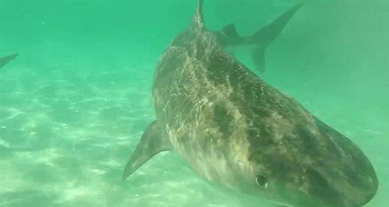 فيديو وصور..عشرات من اسماك القرش يفترسن جيفة حوت صورة رقم 1 فيديو وصور..عشرات من اسماك القرش يفترسن جيفة حوت صورة رقم 1