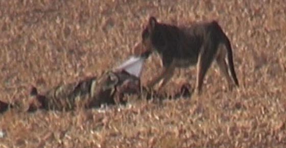  داعش يستخدم اسلوب الكلاب المتوحشة لاعدام المنشقين والخونة صورة رقم 1