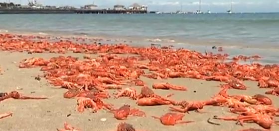 شاطيء في كاليفورنيا يتعرض لهجوم ملايين السرطانات.. شاهده  صورة رقم 1