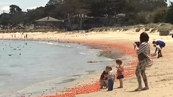 شاطيء في كاليفورنيا يتعرض لهجوم ملايين السرطانات.. شاهده  صورة رقم 2