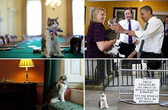 قط مثير للجدل في الخارجية البريطانية.. صائد فئران ام جاسوس؟ صورة رقم 3