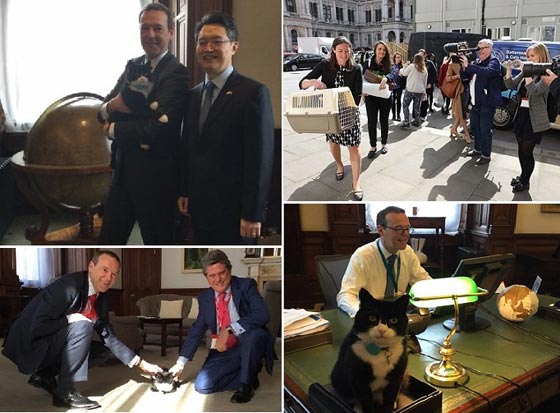 قط مثير للجدل في الخارجية البريطانية.. صائد فئران ام جاسوس؟ صورة رقم 1