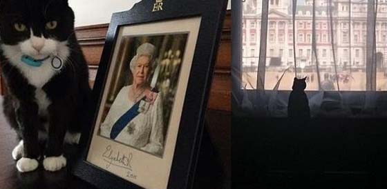 قط مثير للجدل في الخارجية البريطانية.. صائد فئران ام جاسوس؟ صورة رقم 4