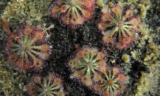 واحدة من كل 5 نباتات على الارض تواجه خطر الانقراض صورة رقم 1