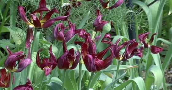 واحدة من كل 5 نباتات على الارض تواجه خطر الانقراض صورة رقم 2