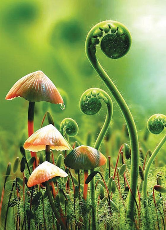 واحدة من كل 5 نباتات على الارض تواجه خطر الانقراض صورة رقم 3