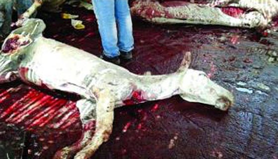 صور مقززة.. مصر تغرق بلحم الحمير وضبط اطنان منها في الاسواق  صورة رقم 5