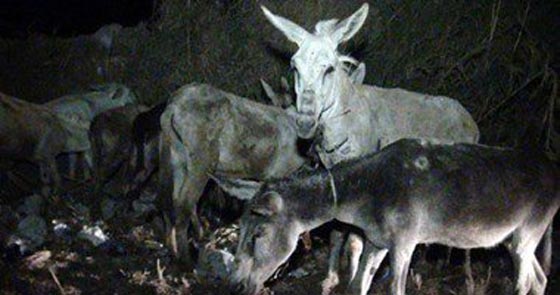 صور مقززة.. مصر تغرق بلحم الحمير وضبط اطنان منها في الاسواق  صورة رقم 8