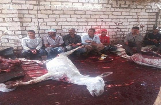 صور مقززة.. مصر تغرق بلحم الحمير وضبط اطنان منها في الاسواق  صورة رقم 2