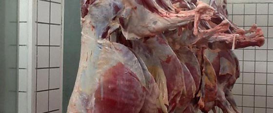 صور مقززة.. مصر تغرق بلحم الحمير وضبط اطنان منها في الاسواق  صورة رقم 3