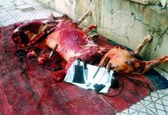 صور مقززة.. مصر تغرق بلحم الحمير وضبط اطنان منها في الاسواق  صورة رقم 7