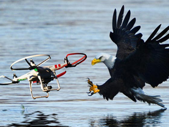 الدرونز.. فريسة جديدة للنسور المدربة صورة رقم 2