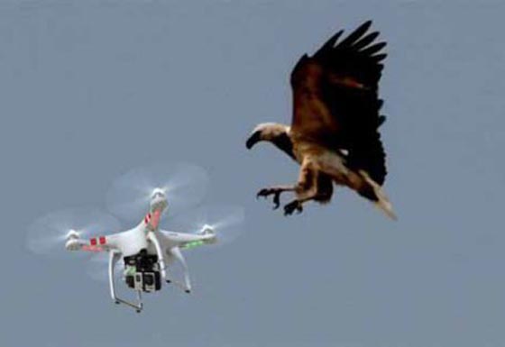 الدرونز.. فريسة جديدة للنسور المدربة صورة رقم 6