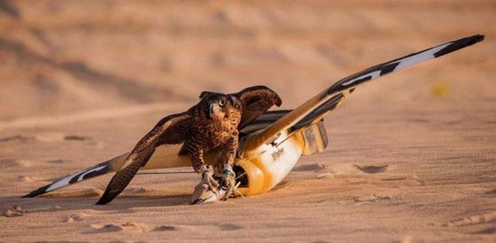 الدرونز.. فريسة جديدة للنسور المدربة صورة رقم 4