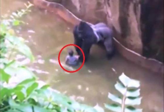 انقاذ طفل عمره اربع سنوات من غوريلا كاد يفتك به صورة رقم 1 انقاذ طفل عمره اربع سنوات من غوريلا كاد يفتك به صورة رقم 1