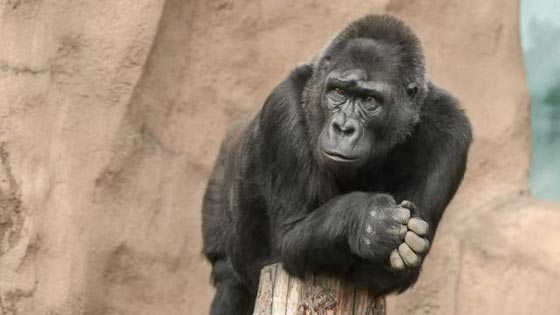 انقاذ طفل عمره اربع سنوات من غوريلا كاد يفتك به صورة رقم 6 انقاذ طفل عمره اربع سنوات من غوريلا كاد يفتك به صورة رقم 6