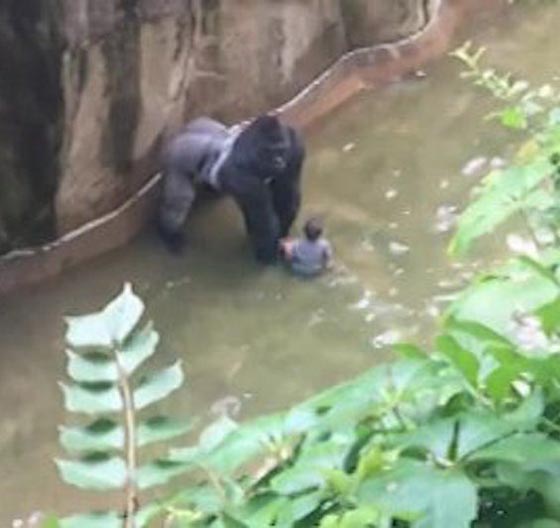 انقاذ طفل عمره اربع سنوات من غوريلا كاد يفتك به صورة رقم 2 انقاذ طفل عمره اربع سنوات من غوريلا كاد يفتك به صورة رقم 2