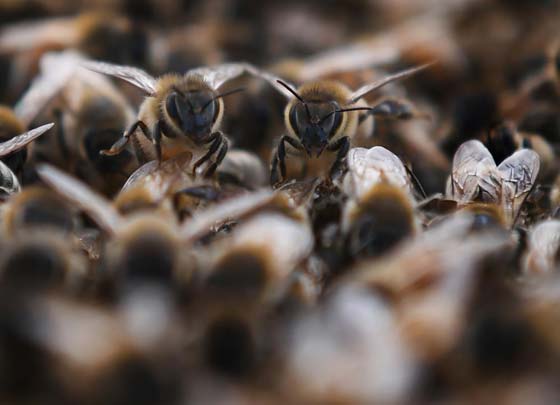 مقتل شاب امريكي خلال نزهة في الطبيعة والمتهم 1000 نحلة صورة رقم 2