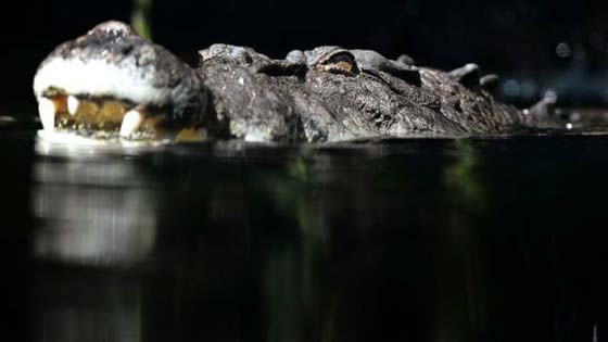 تمساح يخطف امرأة استرالية وهي تسبح ليلا مع صديقتها صورة رقم 2