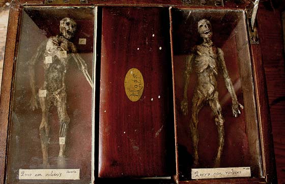 بريطاني يعثر على هياكل بشرية لها اجنحة في قبو قصر قديم.. صور صورة رقم 3