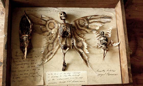 بريطاني يعثر على هياكل بشرية لها اجنحة في قبو قصر قديم.. صور صورة رقم 6