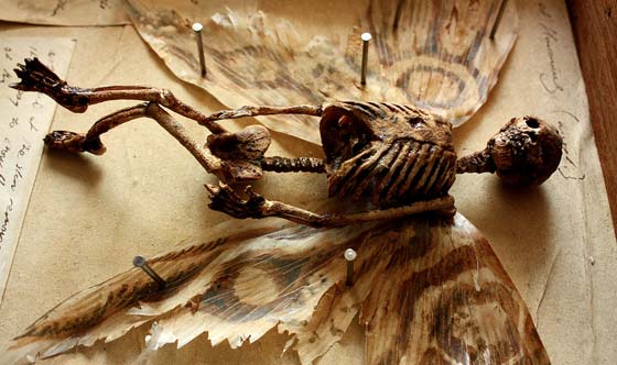 بريطاني يعثر على هياكل بشرية لها اجنحة في قبو قصر قديم.. صور صورة رقم 7