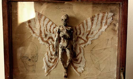 بريطاني يعثر على هياكل بشرية لها اجنحة في قبو قصر قديم.. صور صورة رقم 4