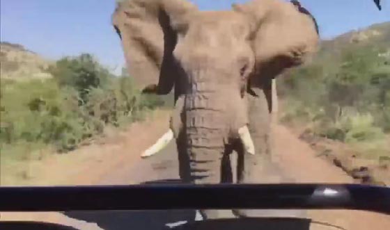 ارنولد شوارزينغر يفعلها في سرواله بعد مهاجمة فيل غاضب سيارته صورة رقم 4