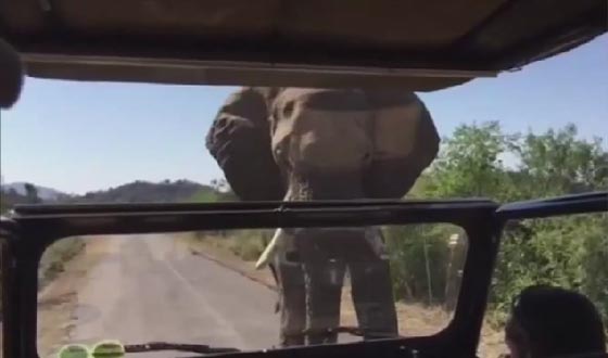ارنولد شوارزينغر يفعلها في سرواله بعد مهاجمة فيل غاضب سيارته صورة رقم 3