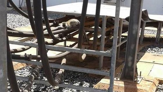 صدق او لا تصدق.. قرد كثير الغلبة يقطع الكهرباء بالكامل عن كينيا!! صورة رقم 1 صدق او لا تصدق.. قرد كثير الغلبة يقطع الكهرباء بالكامل عن كينيا!! صورة رقم 1