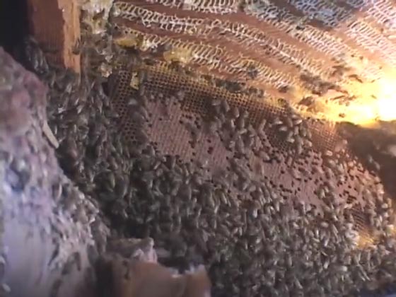 تكساس: سرب نحل متوحش يقتل كلبين ويصيب صاحبهما بجروح صورة رقم 1