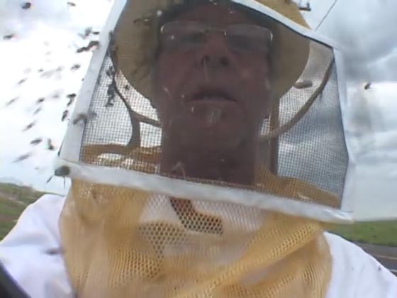 تكساس: سرب نحل متوحش يقتل كلبين ويصيب صاحبهما بجروح صورة رقم 2