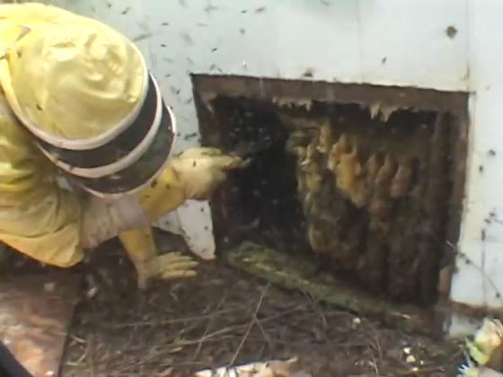 تكساس: سرب نحل متوحش يقتل كلبين ويصيب صاحبهما بجروح صورة رقم 3