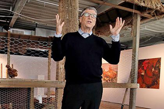  بيل غيتس يتبرع بـ100 الف دجاجة لفقراء افريقيا صورة رقم 7