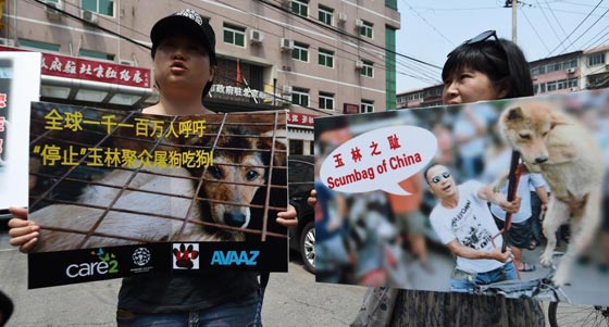 صينيون يطالبون بوقف مهرجان اكل لحوم الكلاب في بكين صورة رقم 1