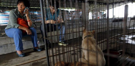 صينيون يطالبون بوقف مهرجان اكل لحوم الكلاب في بكين صورة رقم 5