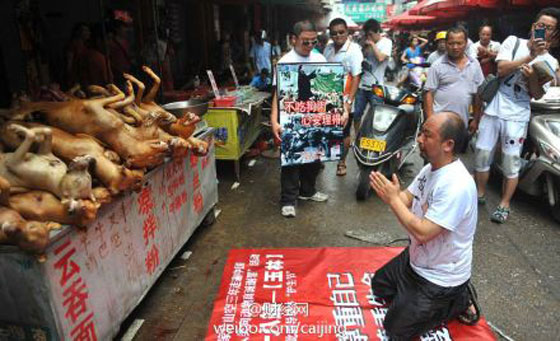 صينيون يطالبون بوقف مهرجان اكل لحوم الكلاب في بكين صورة رقم 14